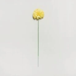 Dunelm Pack Of 12 Artificial Pompom Flower Yellow Stem 72cm -Decoration Store 1000139958 alt02