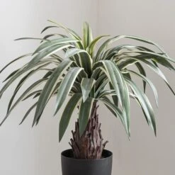 Dunelm Dracaena Plant 80cm Green 6 Dunelm Dracaena Plant 80cm Green -Decoration Store 1000161718 alt02