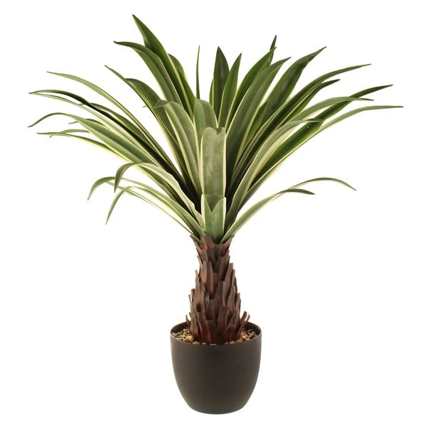 Dunelm Dracaena Plant 80cm Green 4 Dunelm Dracaena Plant 80cm Green - Image 4