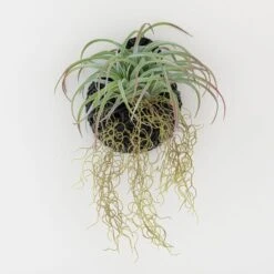 Dunelm Hanging Grass In Black Basket 6 Dunelm Hanging Grass In Black Basket -Decoration Store 1000183204 alt02