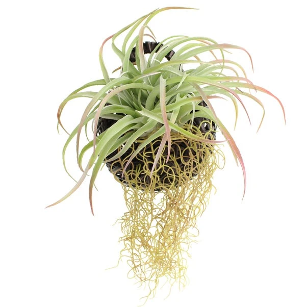 Dunelm Hanging Grass In Black Basket 4 Dunelm Hanging Grass In Black Basket - Image 4