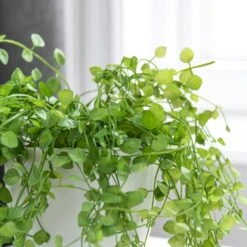 Dunelm Artificial Trailing Plant In Footed Pot -Decoration Store 1000183211 alt02