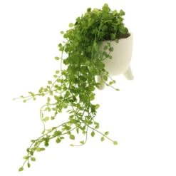 Dunelm Artificial Trailing Plant In Footed Pot -Decoration Store 1000183211 alt03