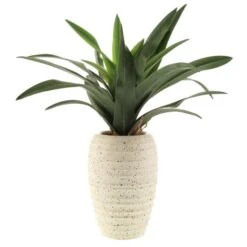 Dunelm Artificial Dracaena Plant In Pot -Decoration Store 1000183214 alt03