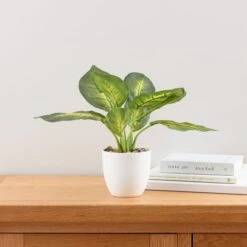 Dunelm Artificial Dieffenbachia In White Pot 34cm