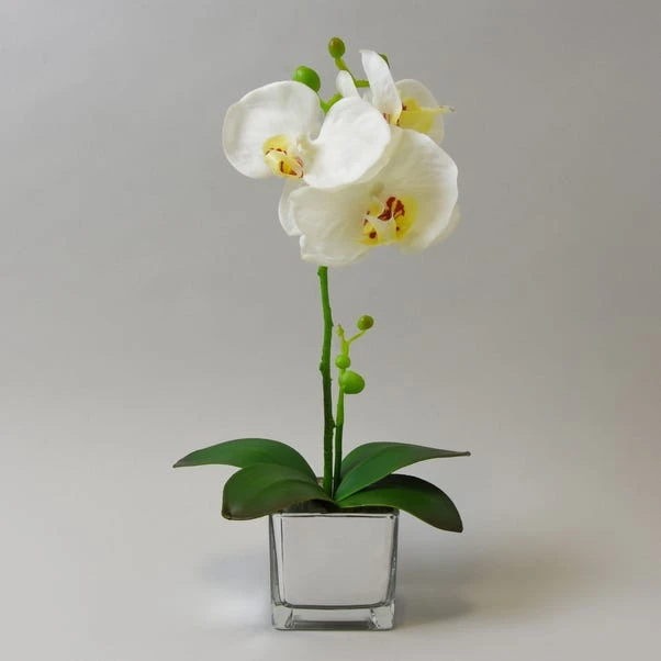 Dunelm White Orchid In Silver Glass Pot 34cm 1 Dunelm White Orchid In Silver Glass Pot 34cm