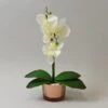 Dunelm Cream Orchid In Gold Glass Pot 28cm