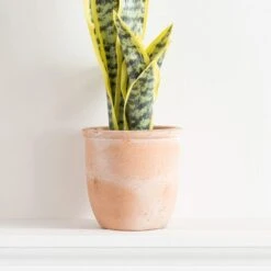 Dunelm Sansevieria In Terracotta Pot -Decoration Store 30724504 alt02
