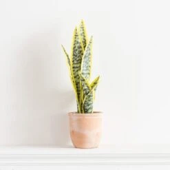 Dunelm Sansevieria In Terracotta Pot -Decoration Store 30724504 alt03