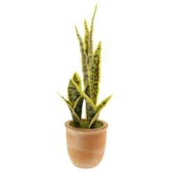 Dunelm Sansevieria In Terracotta Pot -Decoration Store 30724504 alt04