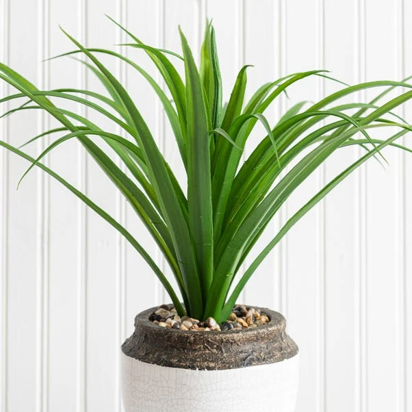 Dunelm Dracaena In Ceramic Pot 42cm 2 Dunelm Dracaena In Ceramic Pot 42cm - Image 2