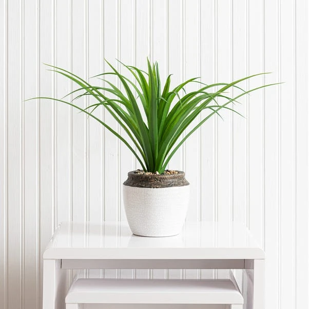 Dunelm Dracaena In Ceramic Pot 42cm 4 Dunelm Dracaena In Ceramic Pot 42cm - Image 4