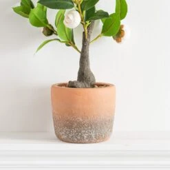 Dunelm Camellia Tree In Terracotta Planter 50cm -Decoration Store 30724533 alt02