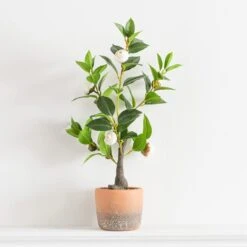 Dunelm Camellia Tree In Terracotta Planter 50cm -Decoration Store 30724533 alt03