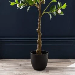 Dunelm Camellia Tree In Plastic Pot 105cm -Decoration Store 30724534 alt02