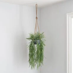 Dunelm Artificial Trailing Grass In Hanging Grey Pot -Decoration Store 30730206 alt03