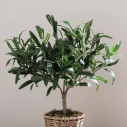 Dunelm Churchgate Artificial Olive Tree In Basket -Decoration Store 30730245 alt02