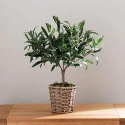 Dunelm Churchgate Artificial Olive Tree In Basket -Decoration Store 30730245 alt04