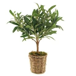 Dunelm Churchgate Artificial Olive Tree In Basket -Decoration Store 30730245 alt05