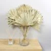 Dunelm Dried Gold Sun Spear Bundle