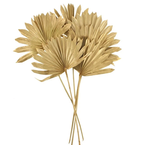 Dunelm Dried Gold Sun Spear Bundle 5 Dunelm Dried Gold Sun Spear Bundle - Image 5
