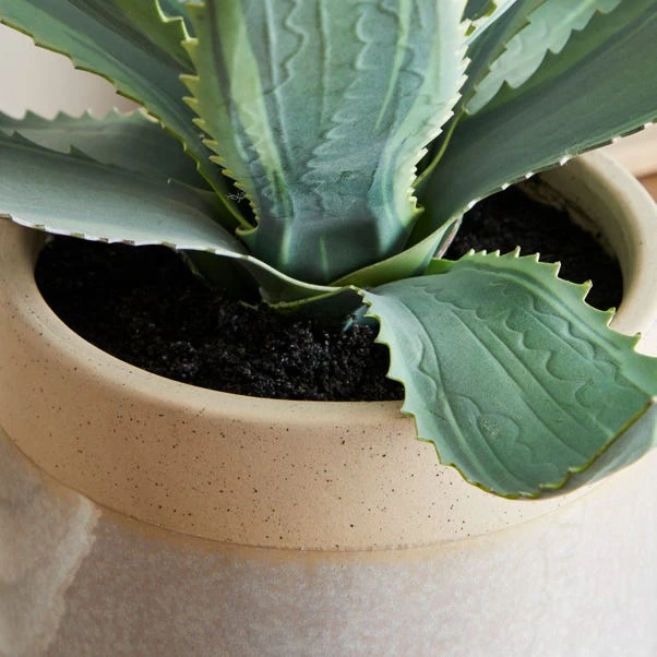 Dunelm Coastal Aloe Vera In Ceramic Pot 2 Dunelm Coastal Aloe Vera In Ceramic Pot - Image 2