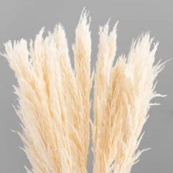 Dunelm Pack Of 12 Dried Bleached Nanal Bundle -Decoration Store 30747113 alt02
