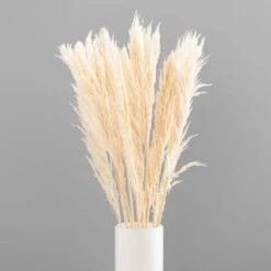 Dunelm Pack Of 12 Dried Bleached Nanal Bundle -Decoration Store 30747113 alt03