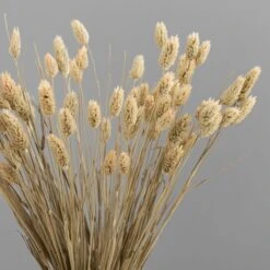 Dunelm Natural Dried Phalaris Bundle -Decoration Store 30747114 alt02
