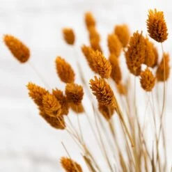 Dunelm Dried Ochre Phalaris Bundle -Decoration Store 30747117 alt03