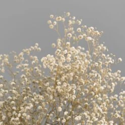 Dunelm Dried White Gypsophila Bundle 7 Dunelm Dried White Gypsophila Bundle -Decoration Store 30748843 alt02
