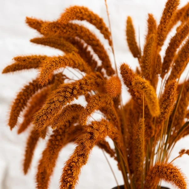Dunelm Dried 55cm Orange Setaria Macrostachia Bundle 3 Dunelm Dried 55cm Orange Setaria Macrostachia Bundle - Image 3