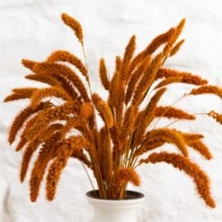 Dunelm Dried 55cm Orange Setaria Macrostachia Bundle 9 Dunelm Dried 55cm Orange Setaria Macrostachia Bundle -Decoration Store 30751171 alt03