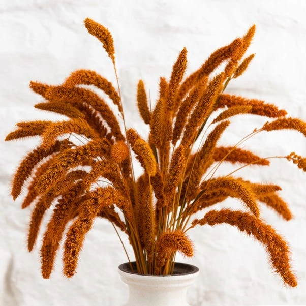 Dunelm Dried 55cm Orange Setaria Macrostachia Bundle 4 Dunelm Dried 55cm Orange Setaria Macrostachia Bundle - Image 4