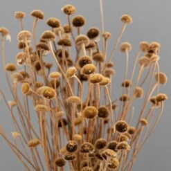 Dunelm Dried Natural Wild Daisy Bundle -Decoration Store 30751174 alt02