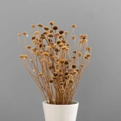 Dunelm Dried Natural Wild Daisy Bundle -Decoration Store 30751174 alt03