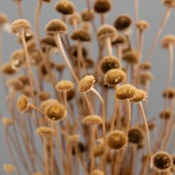 Dunelm Dried Natural Wild Daisy Bundle -Decoration Store 30751174 alt04