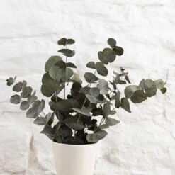 Dunelm Preserved Eucalyptus Syneria Bundle -Decoration Store 30751175 alt03