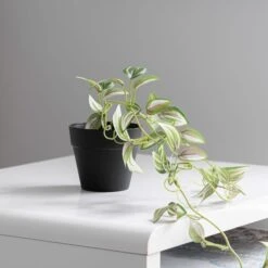 Dunelm Artificial Trailing Tradescantia In Black Pot 45cm -Decoration Store 30752440 alt02