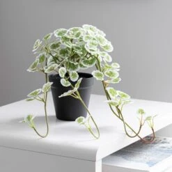 Dunelm Artificial Trailing Geranium In Pot 6 Dunelm Artificial Trailing Geranium In Pot -Decoration Store 30752444 alt02