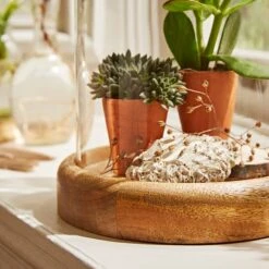 Natural History Museum Mango Wood Cloche -Decoration Store 30756334 alt03