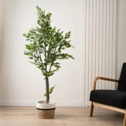 Scottish Everlastings Mini Ficus Tree In Pot 155cm