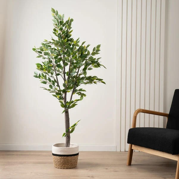 Scottish Everlastings Mini Ficus Tree In Pot 155cm 1 Scottish Everlastings Mini Ficus Tree In Pot 155cm