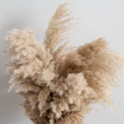 Dunelm Dried Pampas Natural Grass Bundle 75cm -Decoration Store 30763276 alt02