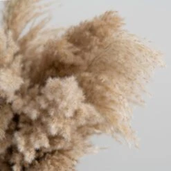 Dunelm Dried Pampas Natural Grass Bundle 75cm -Decoration Store 30763276 alt03