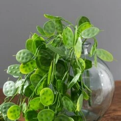 Dunelm Artificial Trailing Honesty Green 65cm -Decoration Store 30764939 alt02