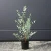 Scottish Everlastings Eucalyptus Tree 70cm