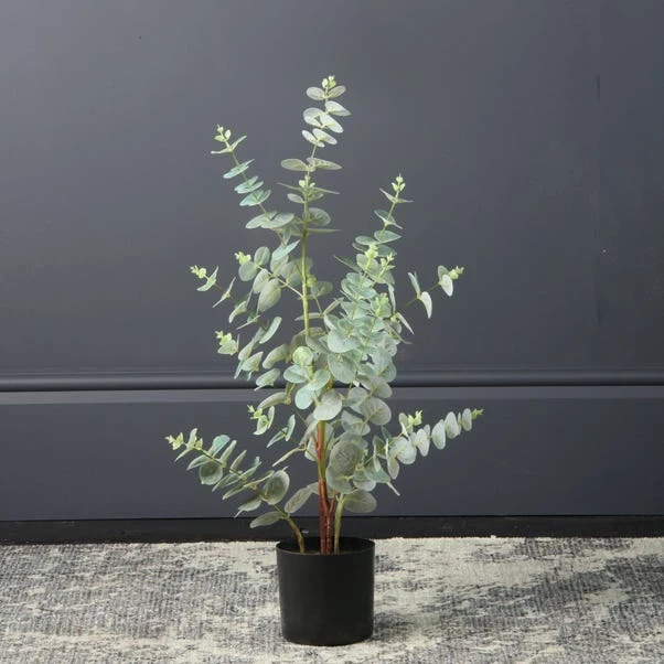 Scottish Everlastings Eucalyptus Tree 70cm 1 Scottish Everlastings Eucalyptus Tree 70cm